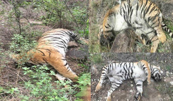 Male Mahadeshwara tiger deaths